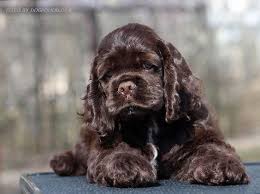 Baby Black And Brown Cocker Spaniel Cioccolato American Cocker Spaniel Cocker Spaniel Cocker Spaniel Puppies
