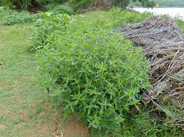 Image result for Flaveria bidentis