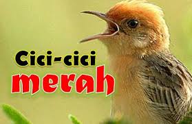 2,485 followers · video creator. Mengenal Dekat Burung Cici Padi Merah Saat Masa Kawin Den Family