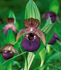 Freiland Orchidee Tibeticana Gartenstauden Bei Baldur Garten Pflanzen Orchideen Orchideen Garten