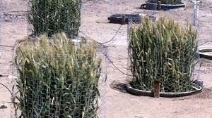 The average acre of soil in kansas contains more than 10 billion of these tiny invertebrates. Nematode Resistant Wheat Can Protect Tomatoes College Of Agricultural And Environmental Sciences