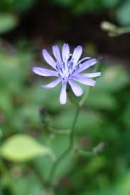 Image result for Lactuca glandulifera