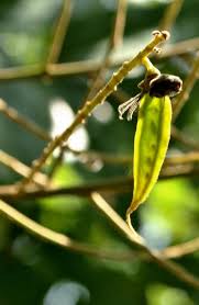 Image result for Teramnus micans