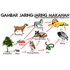 Jaring makanan adalah visualisasi aliran energi dan nutrisi melalui sebuah ekosistem, sementara rantai makanan adalah gambar di bawah adalah tingkat trofik dari rantai makanan di danau. Pengertian Rantai Makanan Dan Jaring Makanan Pada Ekosistem Pengertian Arti Definisi Dari