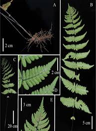 Image result for Amauropelta