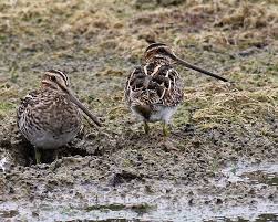 Snipe bird in a field. Bird Watcher Going Snipe Hunting Is A Challenge
