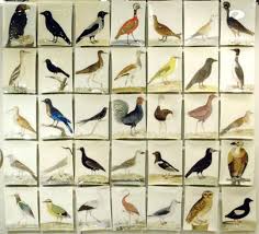 Common Birds Of Cape Cod John Derian Store Opens On Cape Cod Boston John Derian John Derian Decoupage John Derian Plates