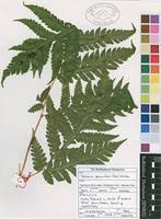 Image result for Tectaria gemmifera