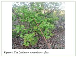 Image result for Combretum mossambicense