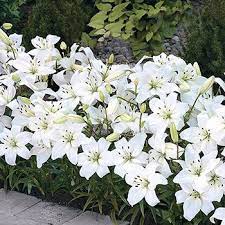 What should i do with my carpet lilies? White Carpet Border Lilies Breck S White Carpet Summer Flowering Bulbs Lily Plants
