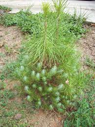 Check spelling or type a new query. Italian Stone Pine Juvenile Foliage And Mature Foliage Walter Reeves The Georgia Gardener