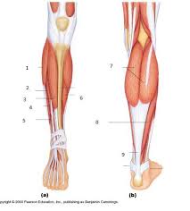 This is important to understand the actions of the thigh muscles in limb movement. Anterior And Posterior Leg Muscles Jessica Boseman Flashcards Chegg Com