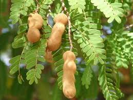 Fruits Du Tamarinier Les Tamarins Parfois Appeles Dattes De L Inde La Pulpe Comestible Entourant Les Grain Jardin Fruitier Potager Facile Legume Exotique