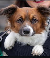 remove background from dog photo?