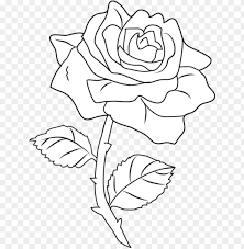 Coloring was done with water based markers crayola brand. Retty Rose Coloring Page Roses Outlines Png Image With Transparent Background Toppng