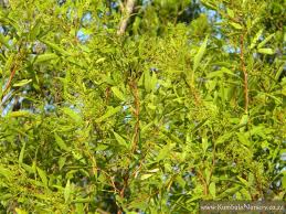 Image result for Searsia leptodictya