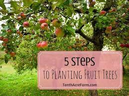How to plant a fruit tree What Is A Place Where Fruit Trees Are Grown Quora