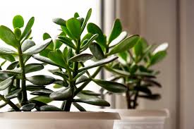 In winter, when the money tree puts on little growth, it needs less water; How To Prune A Money Tree To Keep The Leaves Low To The Twisted Trunk Without The Long Stems