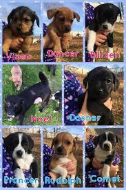 We are excited to announce that best friends programs in new york and atlanta have combined forces to create a new. 2019 Adoptions Perfect Pets Rescue Inc