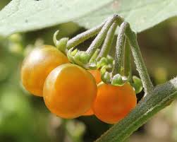 Image result for Solanum villosum