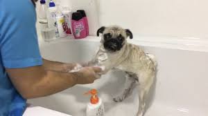 Pug Irki Yikama Kurutma Ve Bakimi Youtube