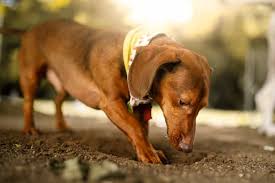 Sosis Kopek Dachshund Tum Ozellikleri Ve Bakimi Petza