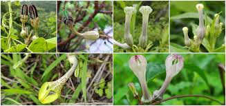 Image result for Ceropegia breviflora
