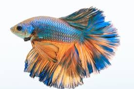I wish they would post names instead,i`m part color blind so i wont see the same color every one else do. Types Of Betta Fish By Tail Pattern And Color With Photos