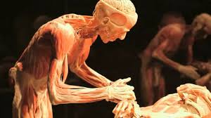 Image result for body worlds