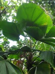 Maybe you would like to learn more about one of these? Licuala Grandis Ruffled Fan Palm Licuala Grandis Fan Palm Palm