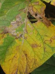 Potato plant leaves turning yellow. Potatoes Leaves Are Turning Yellow The Plant Is Now At 6weeks After Germination What S The Remedy Community Plantix