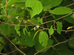 Image result for Grewia arborea