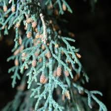 Image result for Cupressaceae