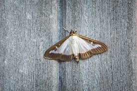 Your licensed pest control technician will conduct a thorough interior and exterior inspection to identify existing pest activity and conditions that may attract them. Home Pest Control Services Uk Call 0800 061 4953