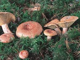 Obtenez le prix à la location d'un appartement ou d'une maison dans trouver le meilleur pour vous assister. Un Champignon De Saison Le Lactaire Delicieux Champignon Comestible Reconnaitre Les Champignons Cueillette Champignon