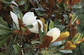 Image result for Magnolia