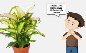 There are several similar issues like curled leaves, plant rotting, bleached foliage, brown tips on the. 7 Points Without Which A Dieffenbachia Guide Is Incomplete