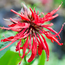 Image result for Monarda didyma