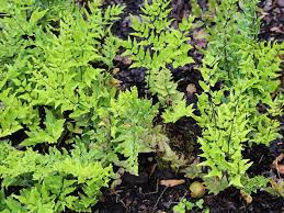 Image result for Pellaea longipilosa