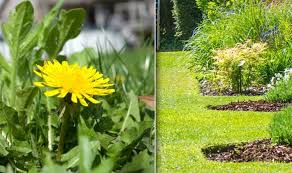 Dig as deep as possible and continue until the plant starts to lift out of the soil. How To Weed Your Garden Six Ways To Remove Weeds On Your Lawn Without Weedkiller Express Co Uk