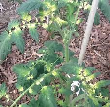 Tomato Diseases Disorders Home Garden Information Center