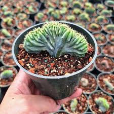 Image result for Myrtillocactus geometrizans