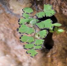 Image result for Adiantum capillus-veneris