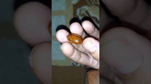 Batu Fosil Genter Katilayu Asli Cirebon Siap Naik Ring Pusat Katilayu Asli Cincin