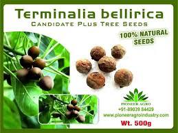 Image result for Terminalia bellirica
