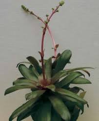 Image result for Ceropegia namuliensis