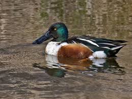 Identification Water Birds Of Colorado Northern Shoveler Bird Pictures Duck Identification Winter Bird