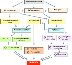 Before the development of a vaccine, most children had been infected with the virus at least once by age 5. Rotavirus Disease Mechanisms Sciencedirect