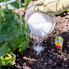 In the doses used by most gardeners, however, epsom salts will promote soil toxicity, often leading to ailments like blossom end rot, serious how can i make my plants flower better? Can Epsom Salts Help Your Garden Thrive