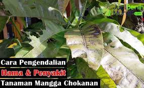 Daun menjadi terbakar disebabkan karena salah atau kurang tepatnya aplikasi pupuk daun, kemungkinannya karena jika berlebihan akan menyebabkan daun terbakar. Cara Mudah Pengendalian Hama Dan Penyakit Yang Sering Menyerang Tanaman Mangga Chokanan Jualbenihmurah Com